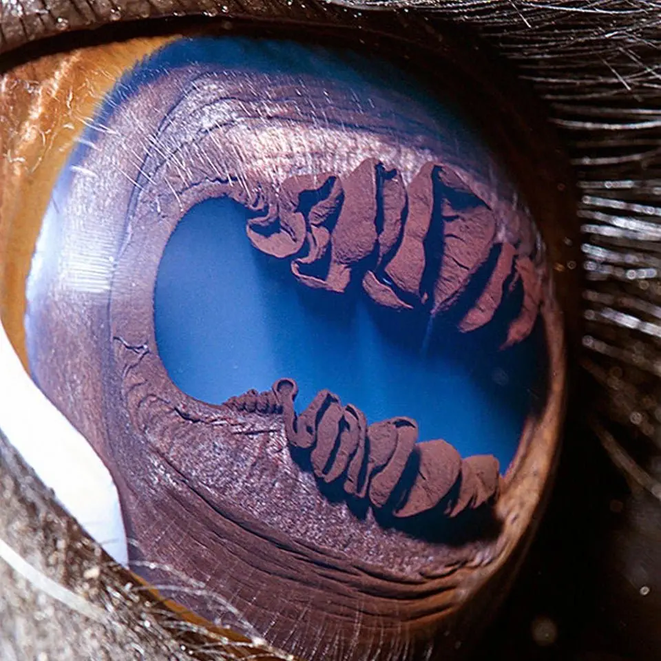 Image credit: Reddit | BeardedGlass
