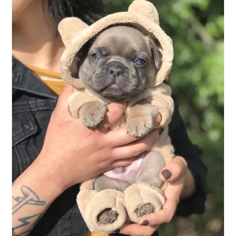 Image credit: Instagram | @frenchieapparels