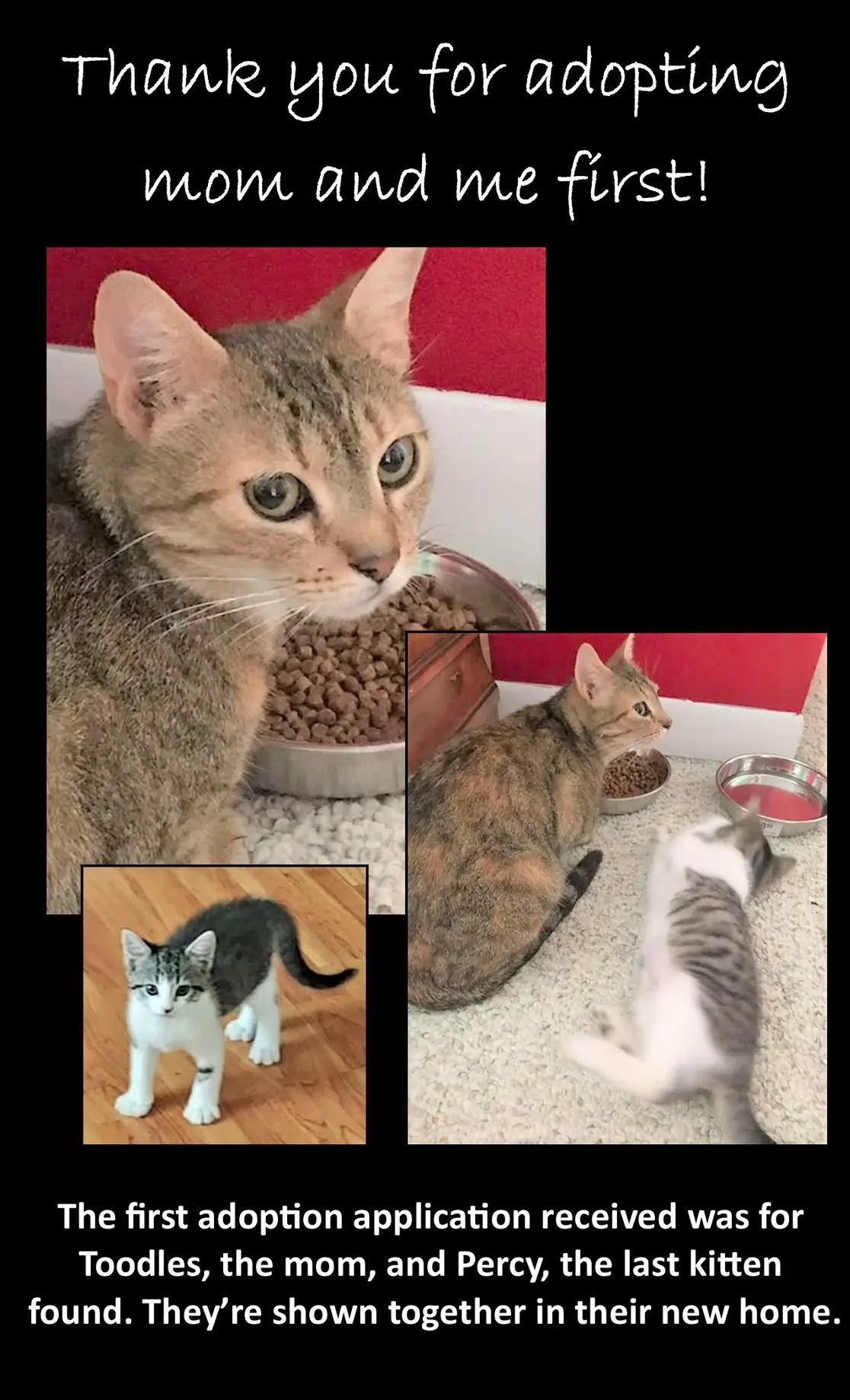 Image credit: Facebook | Friends of Anne Arundel County Animal Care & Control, Inc.