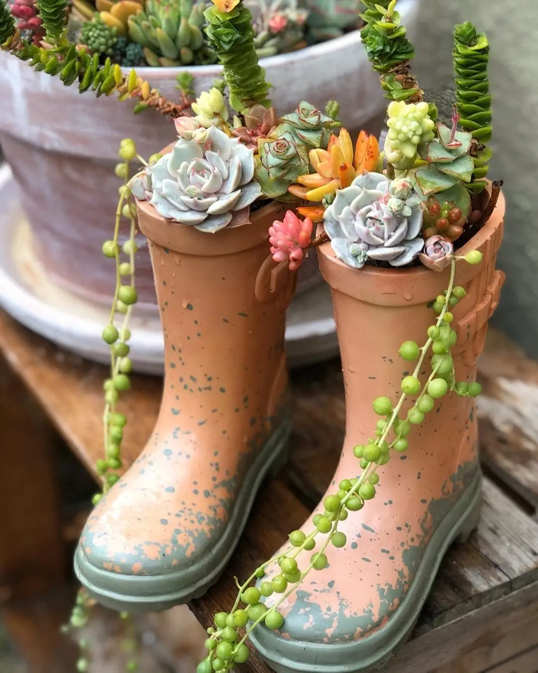 Image credit: Instagram | @justgrowsucculents