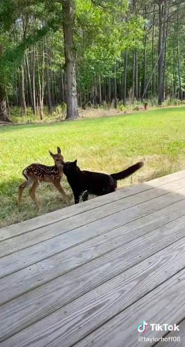 Image credit: https://www.tiktok.com/@taylorhoff08/video/6960638193494494470?referer_url=https%3A%2F%2Fwww.newsweek.com%2F&referer_video_id=6960638193494494470&refer=embed&is_copy_url=1&is_from_webapp=v1