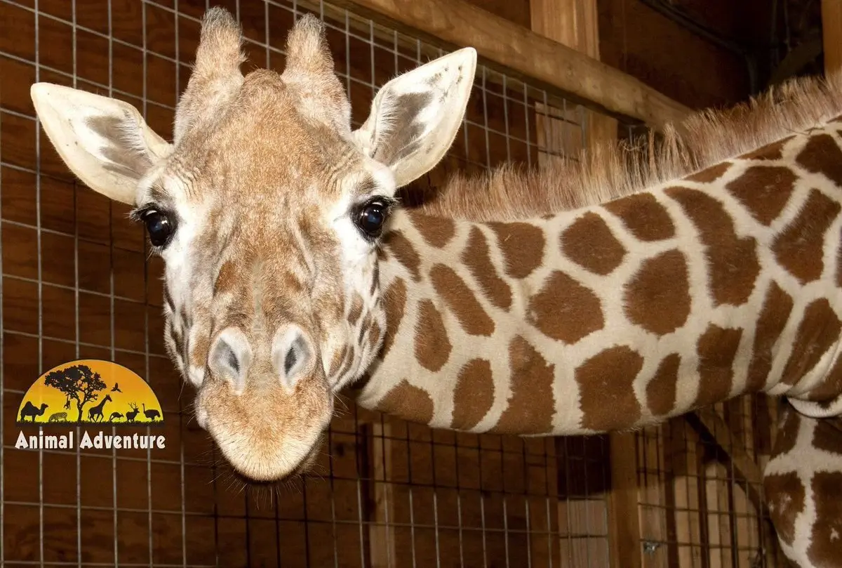 Image credit: Twitter | @AprilTheGiraffe