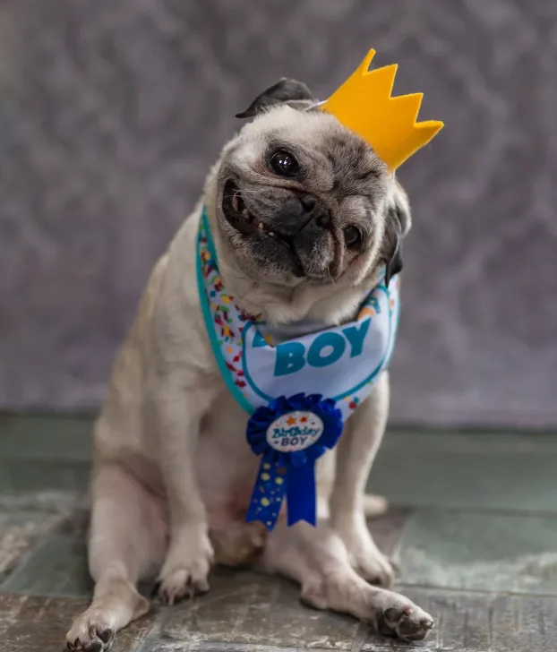 Image credit: Vintage Pet Rescue