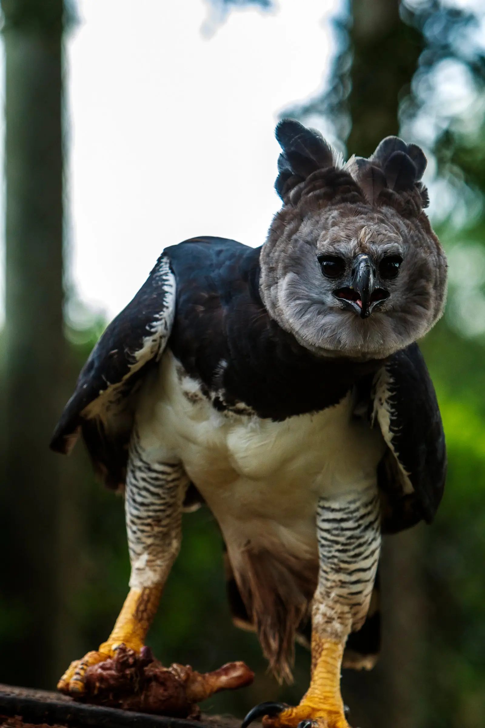 Image credit: https://diplycom5cc47.zapwp.com/q:i/r:0/wp:1/w:1/u:https://commons.wikimedia.org/wiki/File:Harpy_Eagle_clutching_captured_bird_-_Itirapina_Reserve.jpg