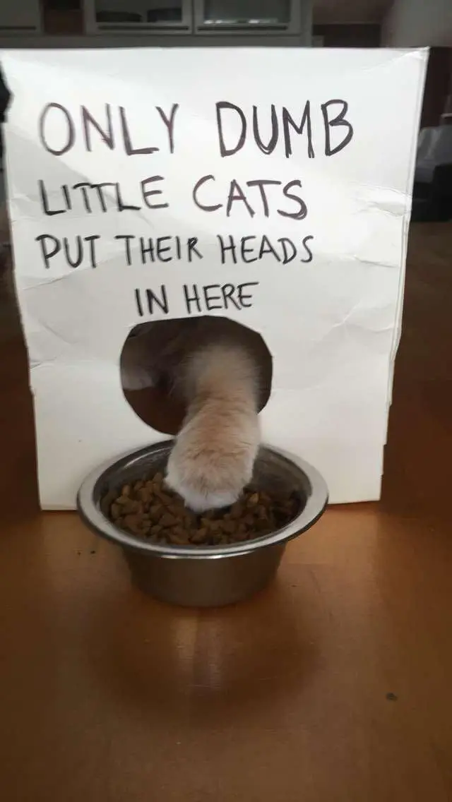 Image credit: Reddit | Oiqlele