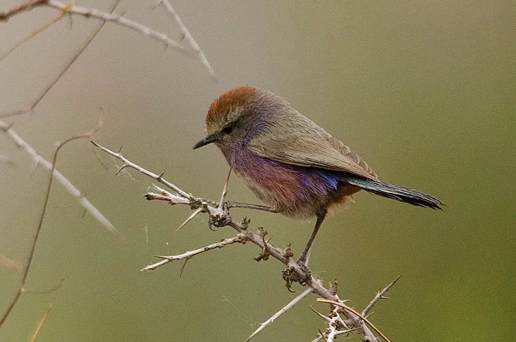 Image credit: https://diplycom5cc47.zapwp.com/q:i/r:0/wp:1/w:1/u:https://commons.wikimedia.org/wiki/File:White-browed_Tit_Warbler_male_at_Panamic,_Nubra_Valley,_Ladakh,_India.jpg