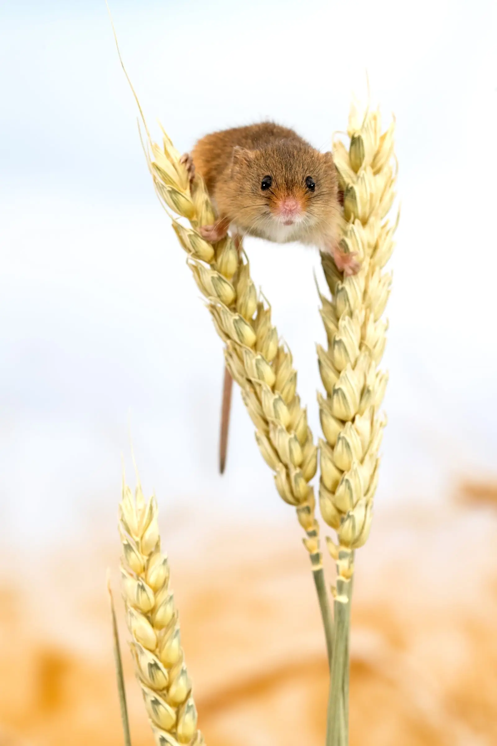 Image credit: Dean Mason | Caters News