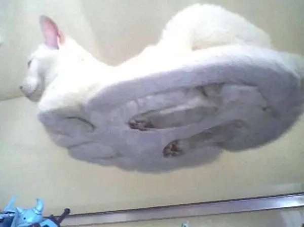 Image credit: Reddit | chatoranekogen