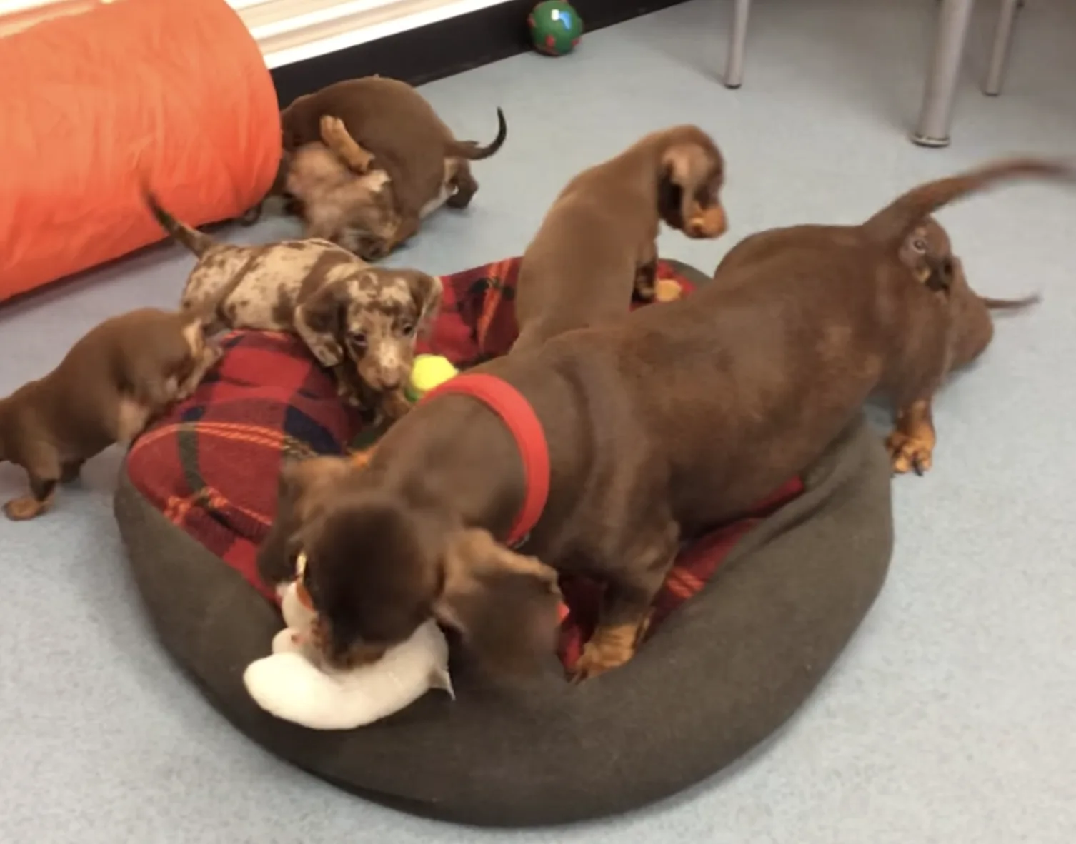 Image credit: Facebook | RSPCA Halifax, Huddersfield, Bradford & District Branch