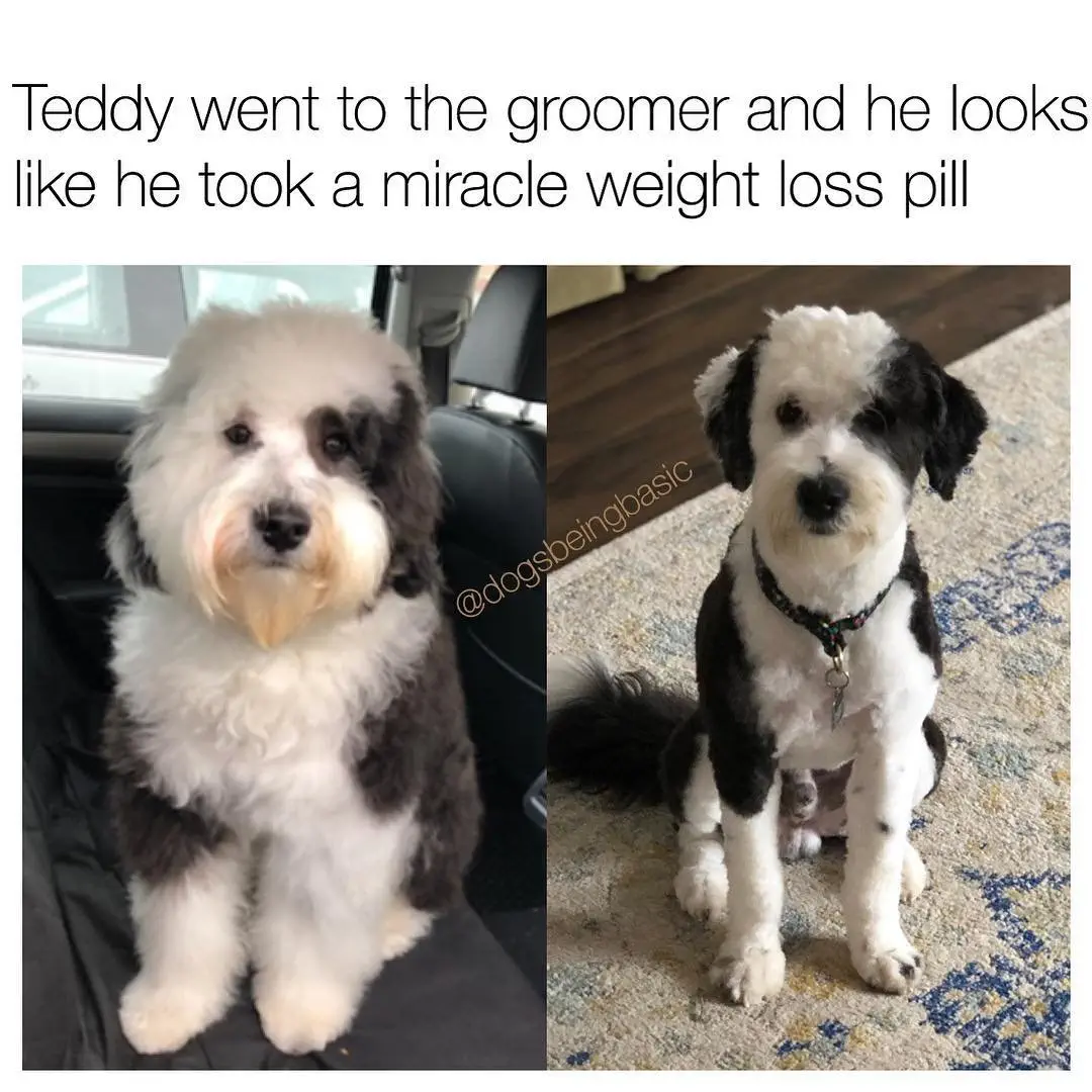 Image credit: Instagram | @dogsbeingbasic