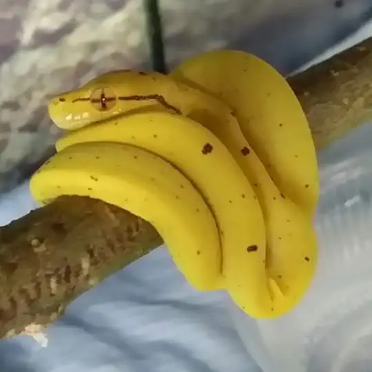 Image credit: Reddit | OperatingOnScientist