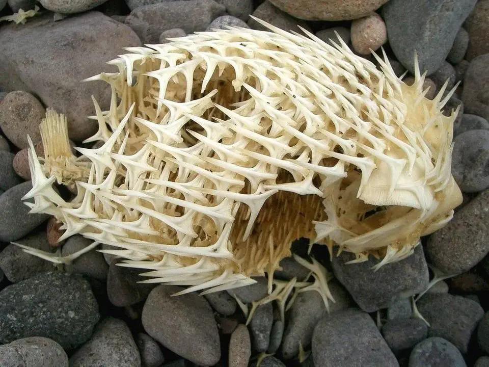 Image credit: reddit | natureismetal