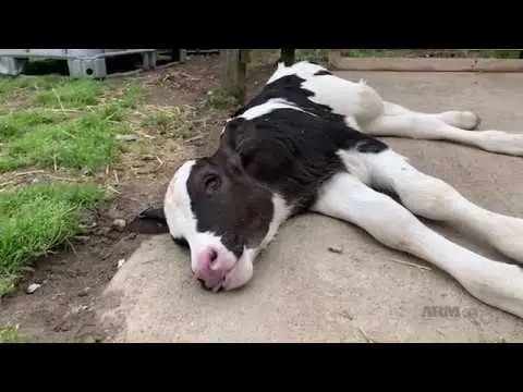 Image credit: YouTube | ARM Investigations