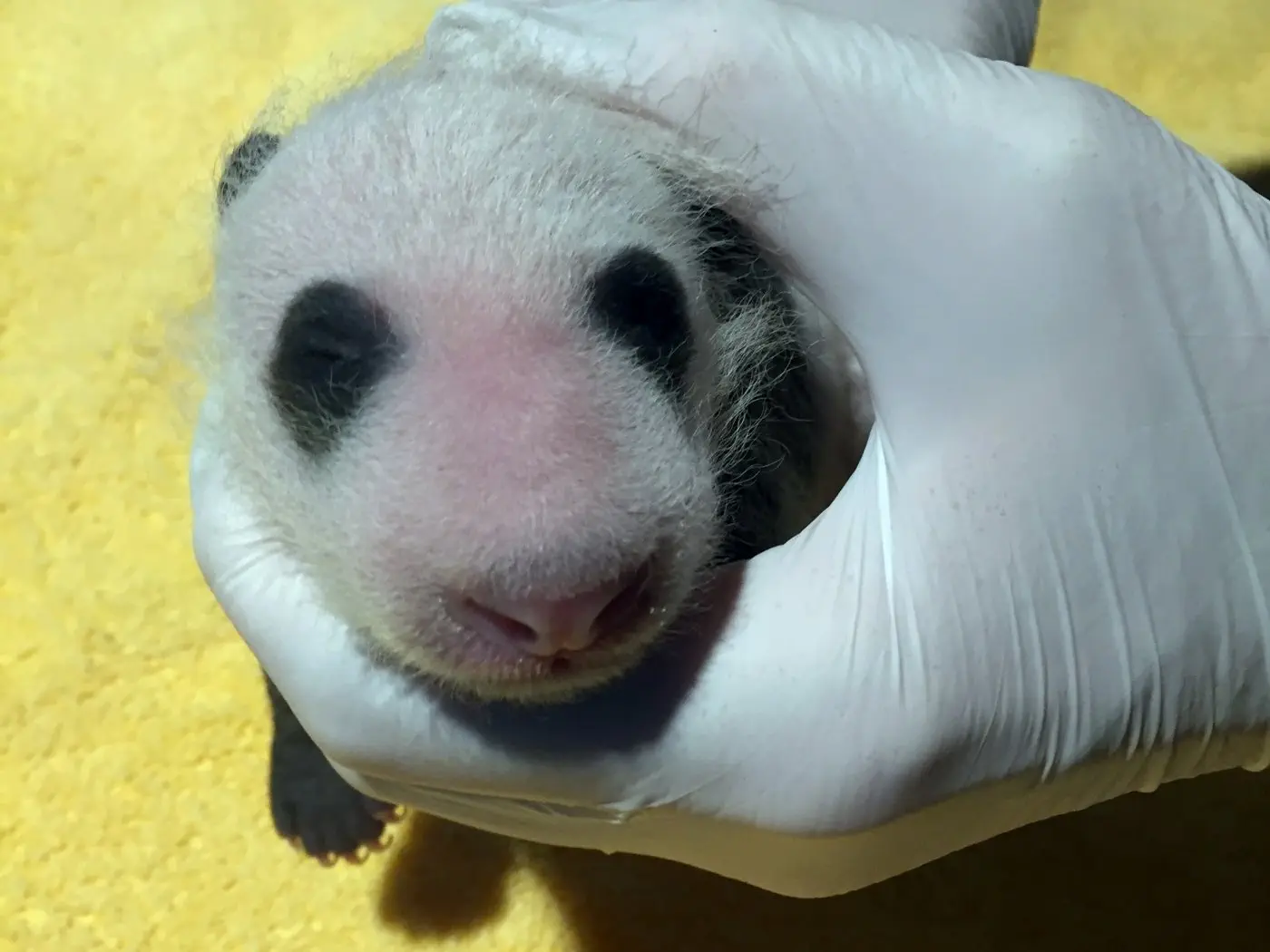 Image credit: National Zoo