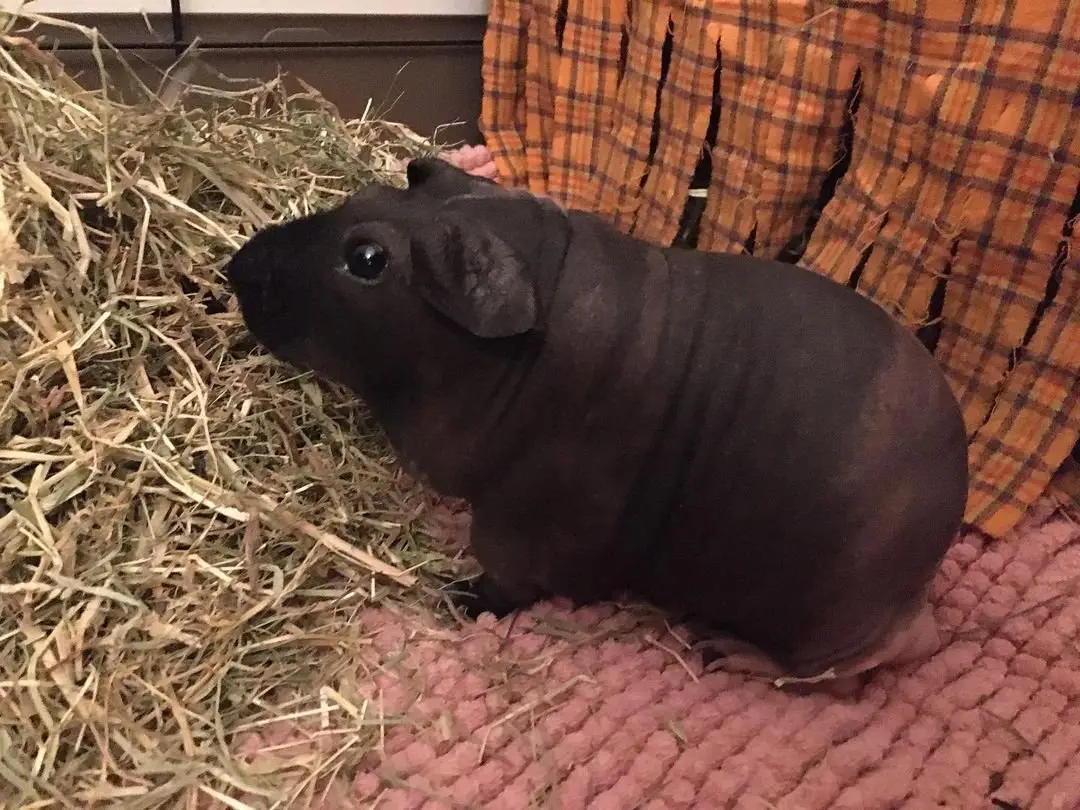 Image credit: Instagram | @piggypolice