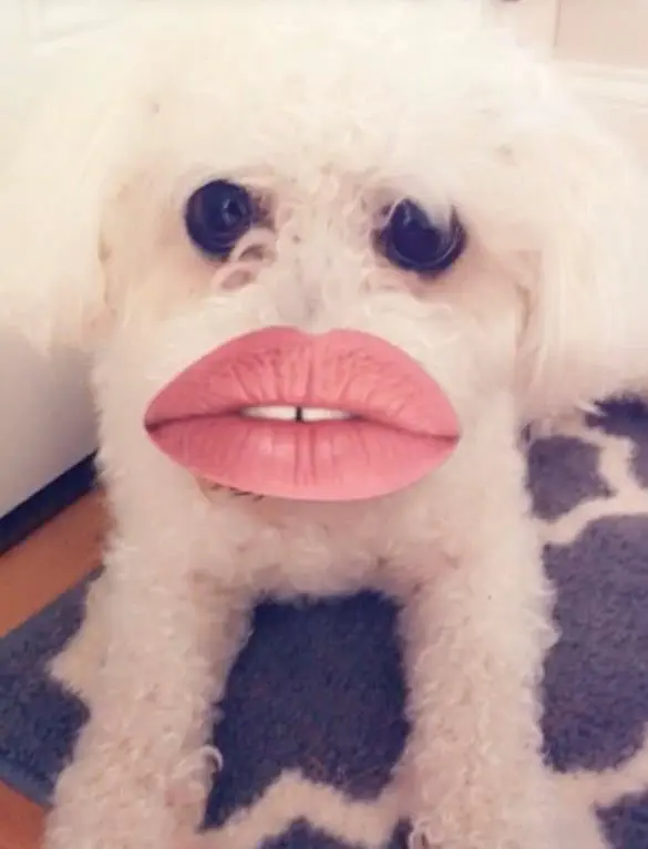 Dog with filter (Image credit: Reddit | malonerz134)