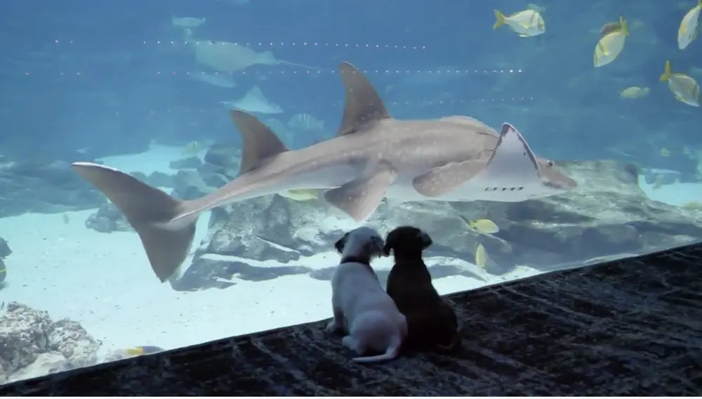 Image credit: Instagram | @georgiaaquarium