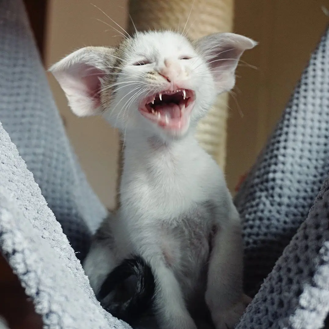 Image credit: Instagram | @yeswecatcattery