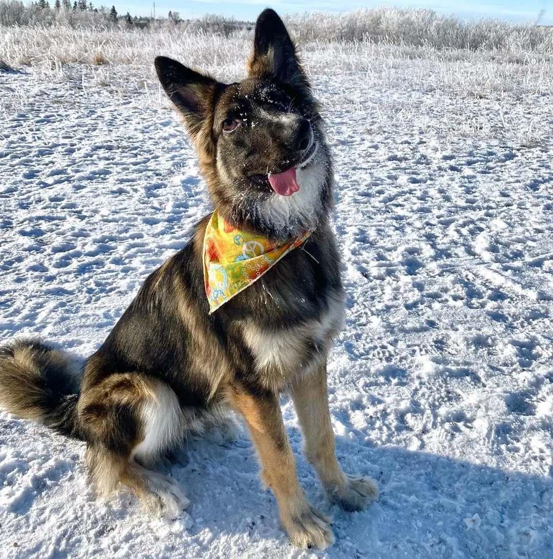 Image credit: Instagram | @bestboybrodie