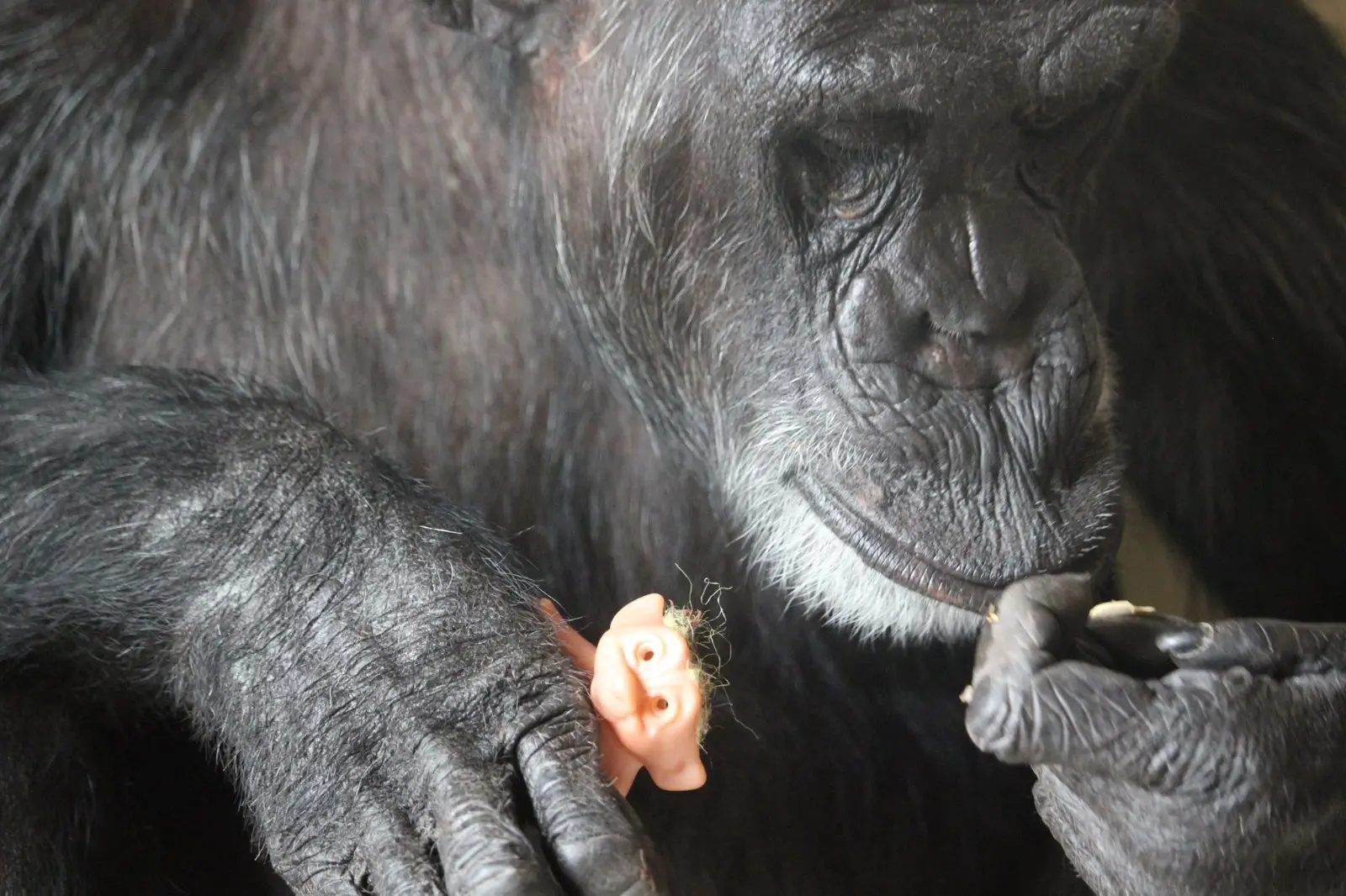Image credit: Facebook | Chimpanzee Sanctuary Northwest