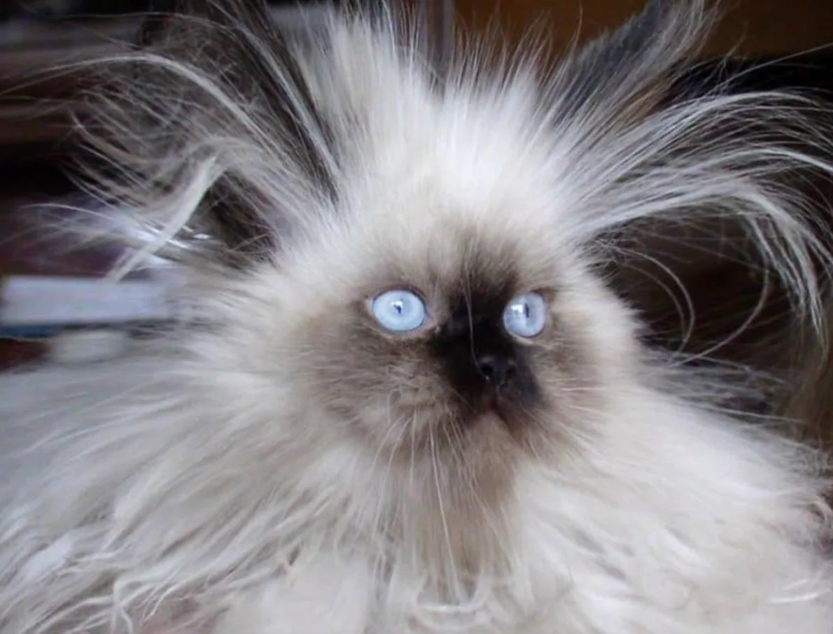 Image credit: Instagram | welovecatsandkittens