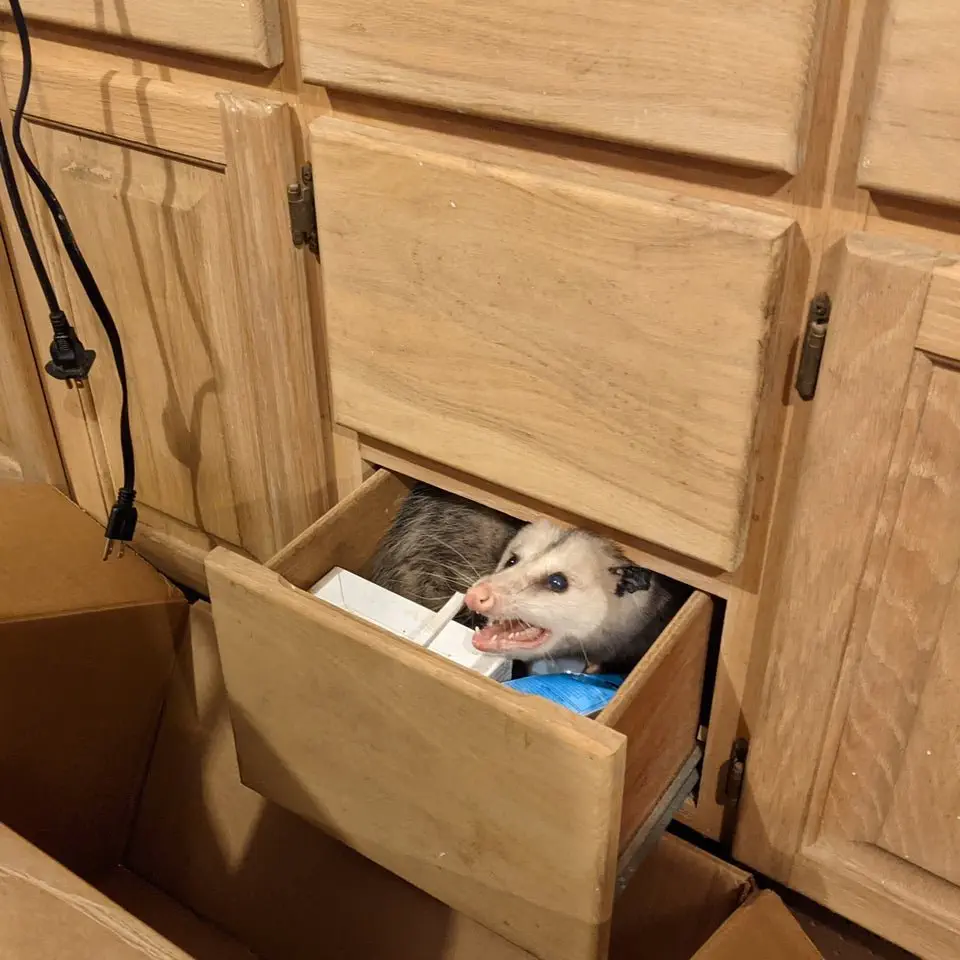 Image credit: Reddit | Momatty