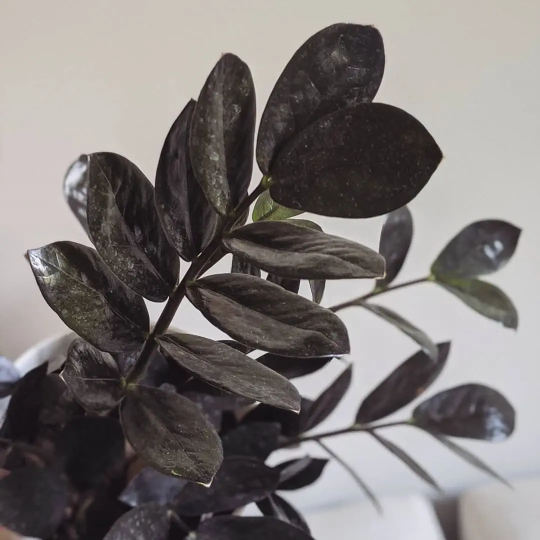 Image credit: Instagram | @growingfronds