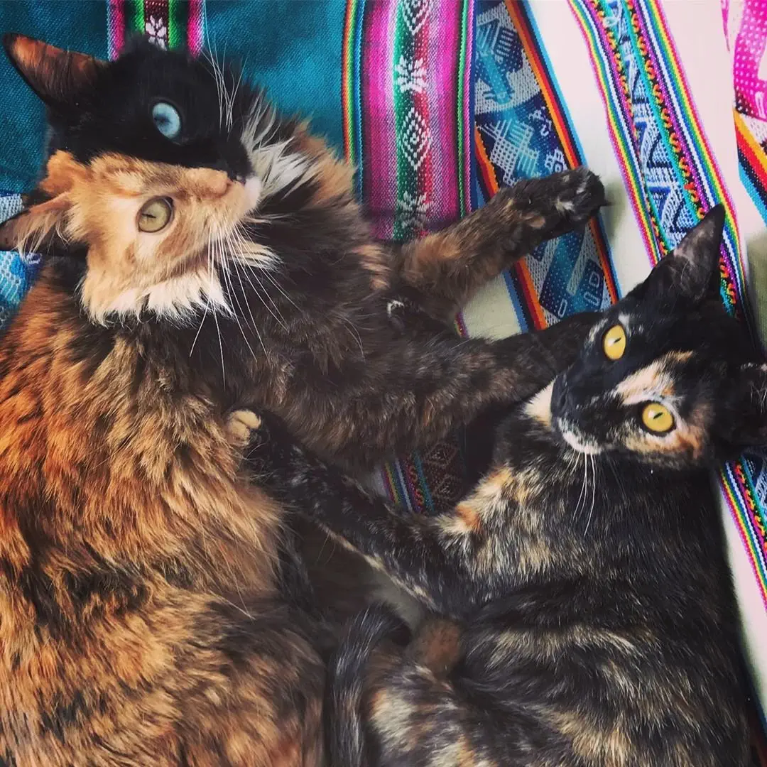 Image credit: Instagram | @gataquimera