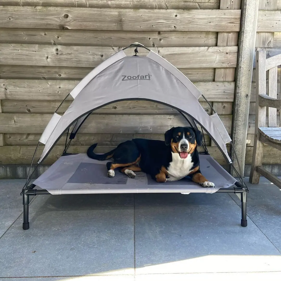 Image credit: Instagram | @noa_entlebucher