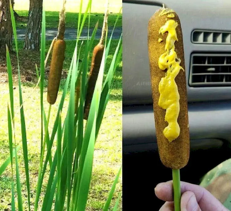 Image credit: Reddit | ClassyTurkey