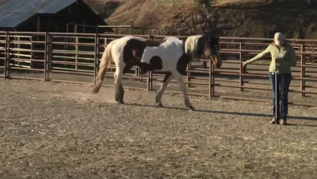 Image credit: American Wild Horse Campaign