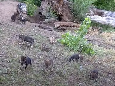 Image credit: YouTube | Albuquerque BioPark