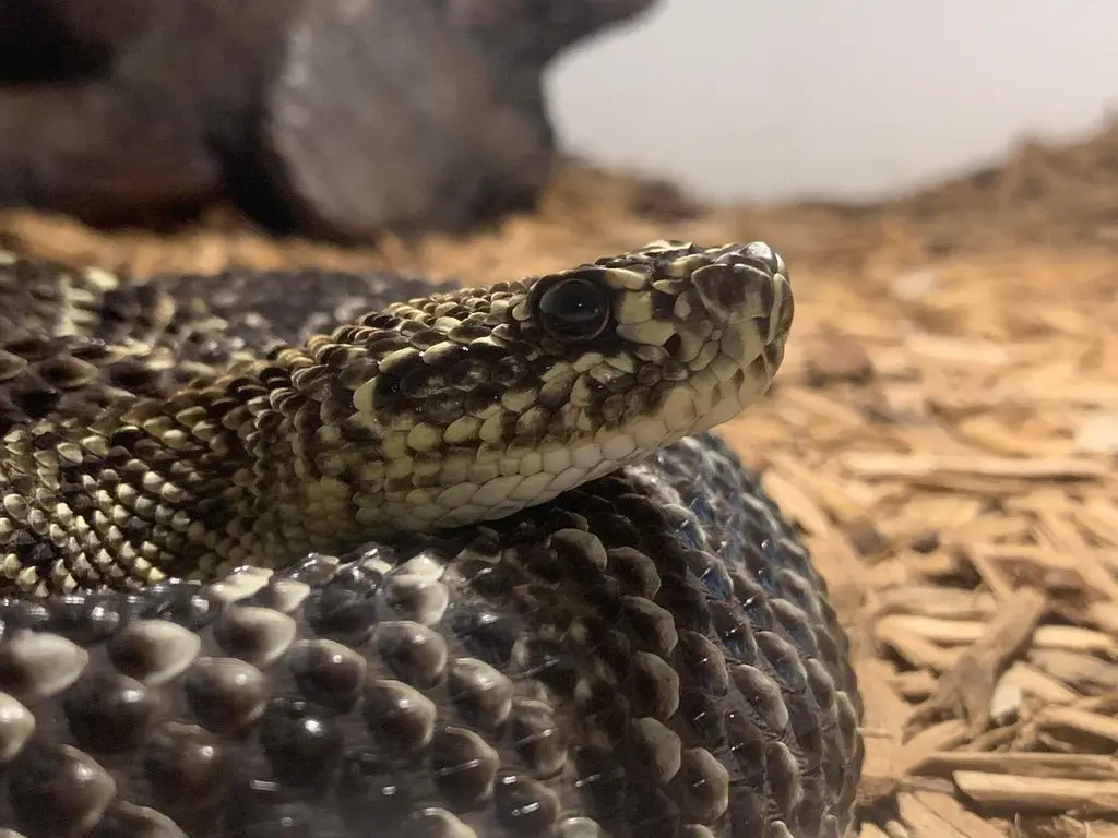 Image credit: Reddit | reptileexperts