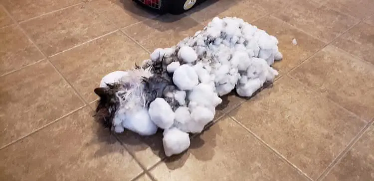 Image credit: Facebook | Animal Clinic of Kalispell