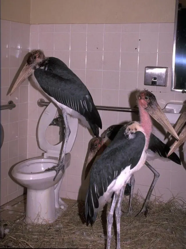 Image credit: Reddit | primal-chaos