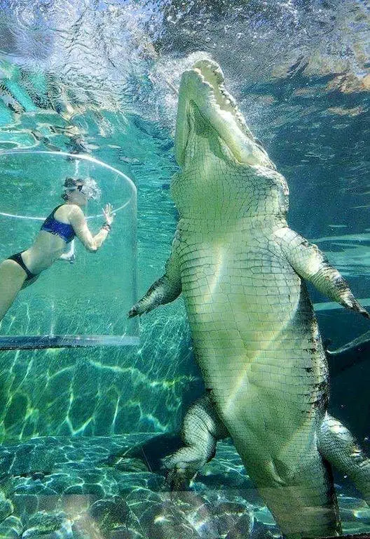 Image credit: Reddit | God_is_Goood