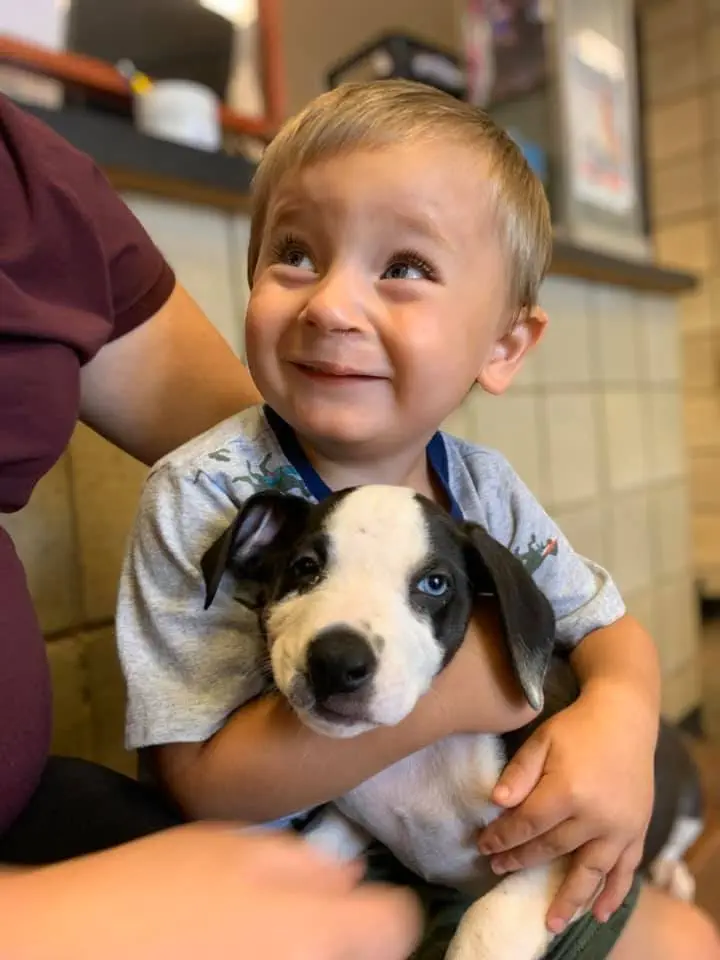 Image credit: Facebook | Jackson County Animal Shelter - Michigan