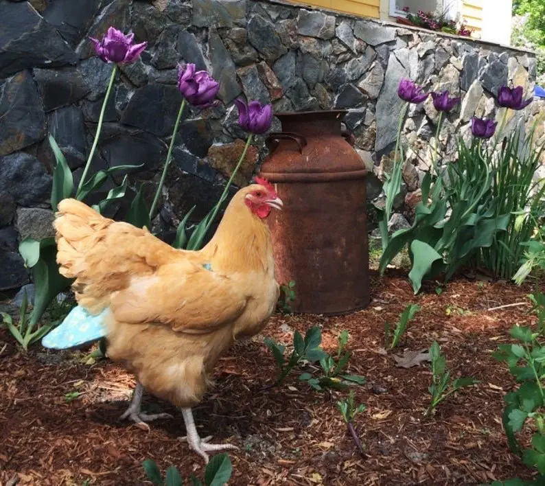 Image credit: Etsy | PamperYourPoultry