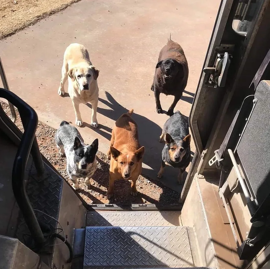 Image credit: Instagram | @upsdogs