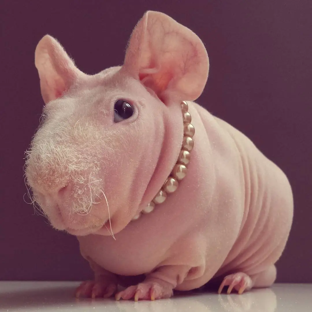 Image credit: Instagram | @ludwik_guinea_pig
