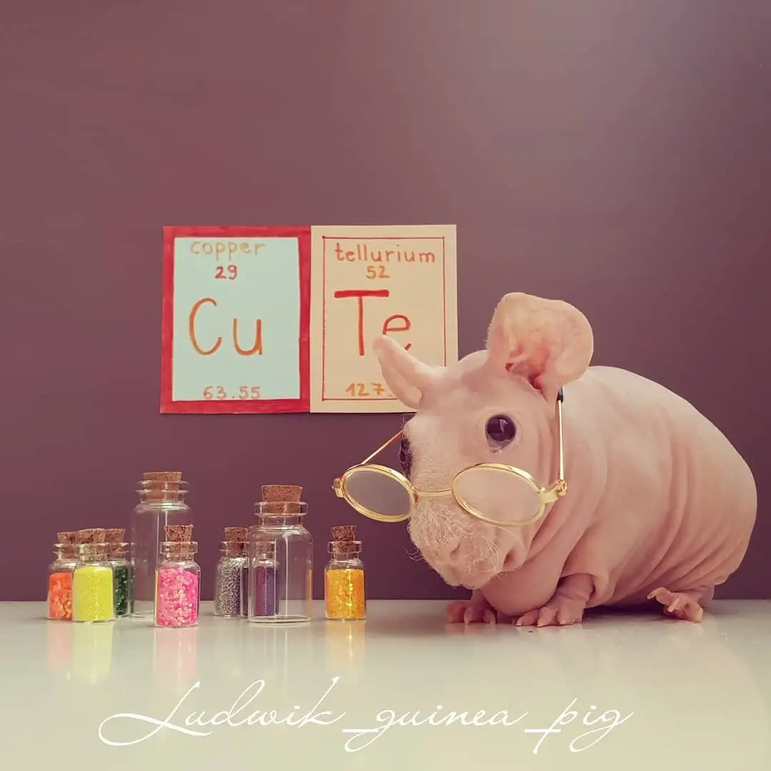 Image credit: Instagram | @ludwik_guinea_pig