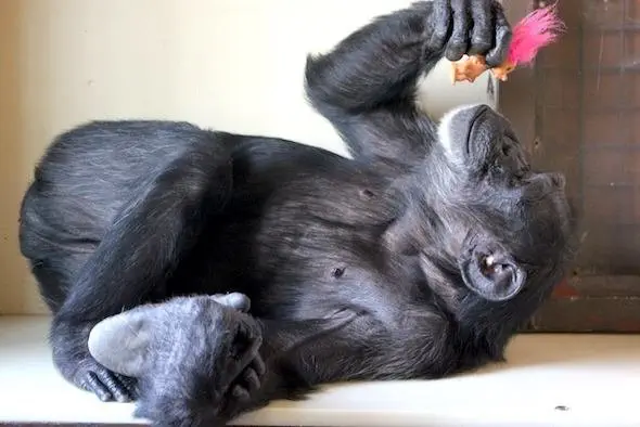 Image credit: Facebook | Chimpanzee Sanctuary Northwest