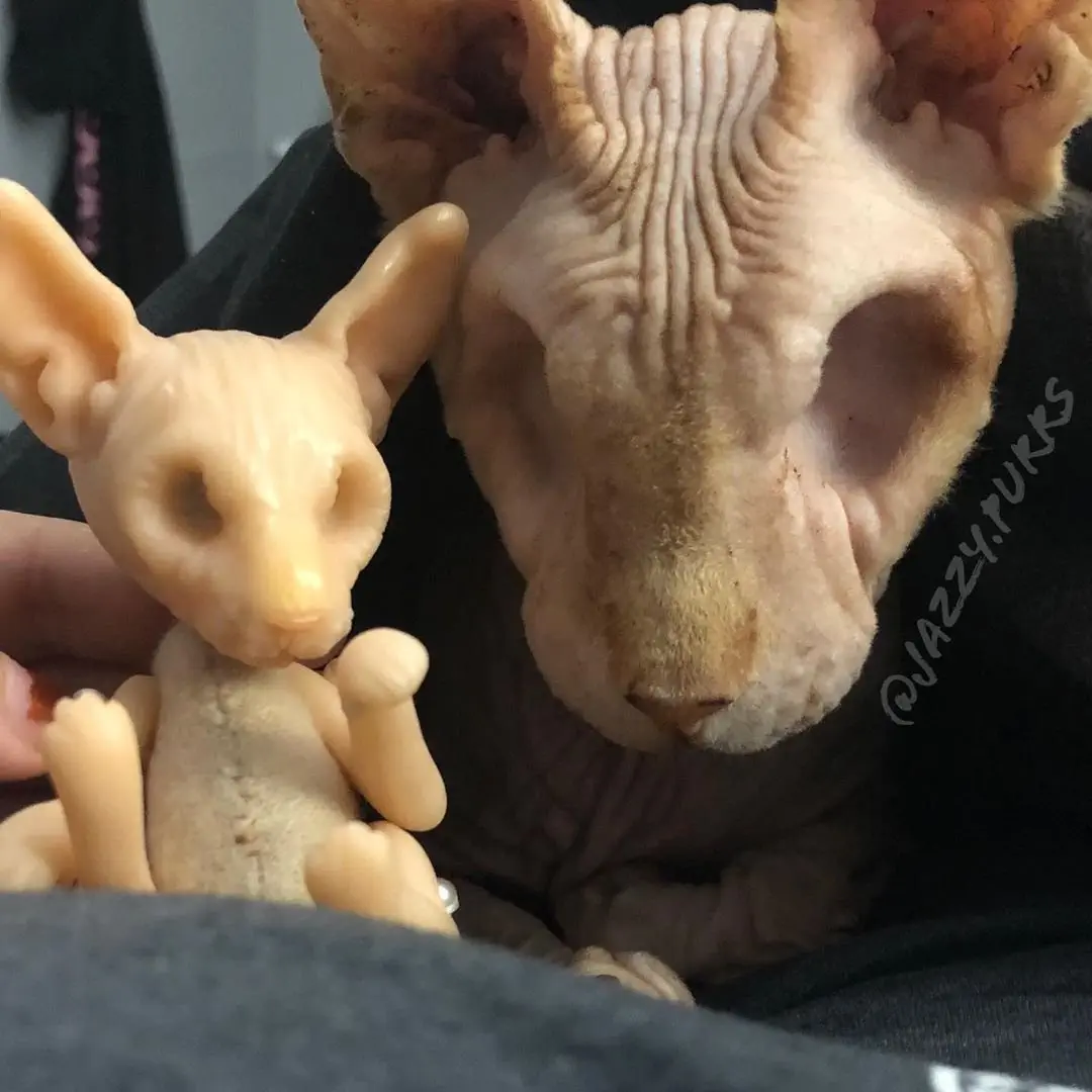 Image credit: Instagram | @jazzy.purrs