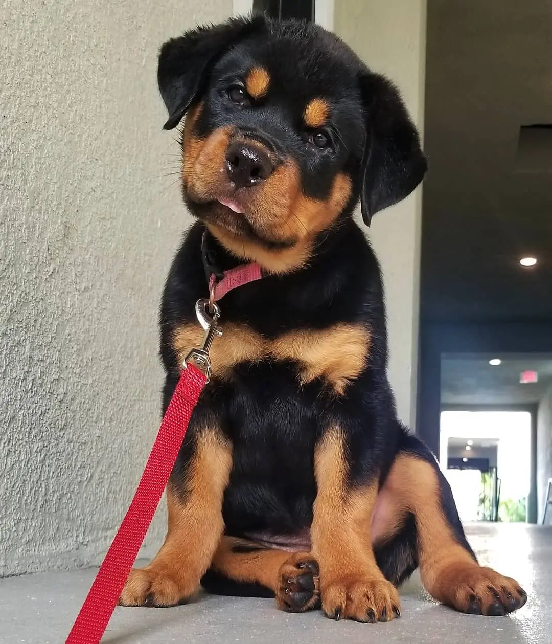 Image credit: Instagram | @nala_bellatherottie