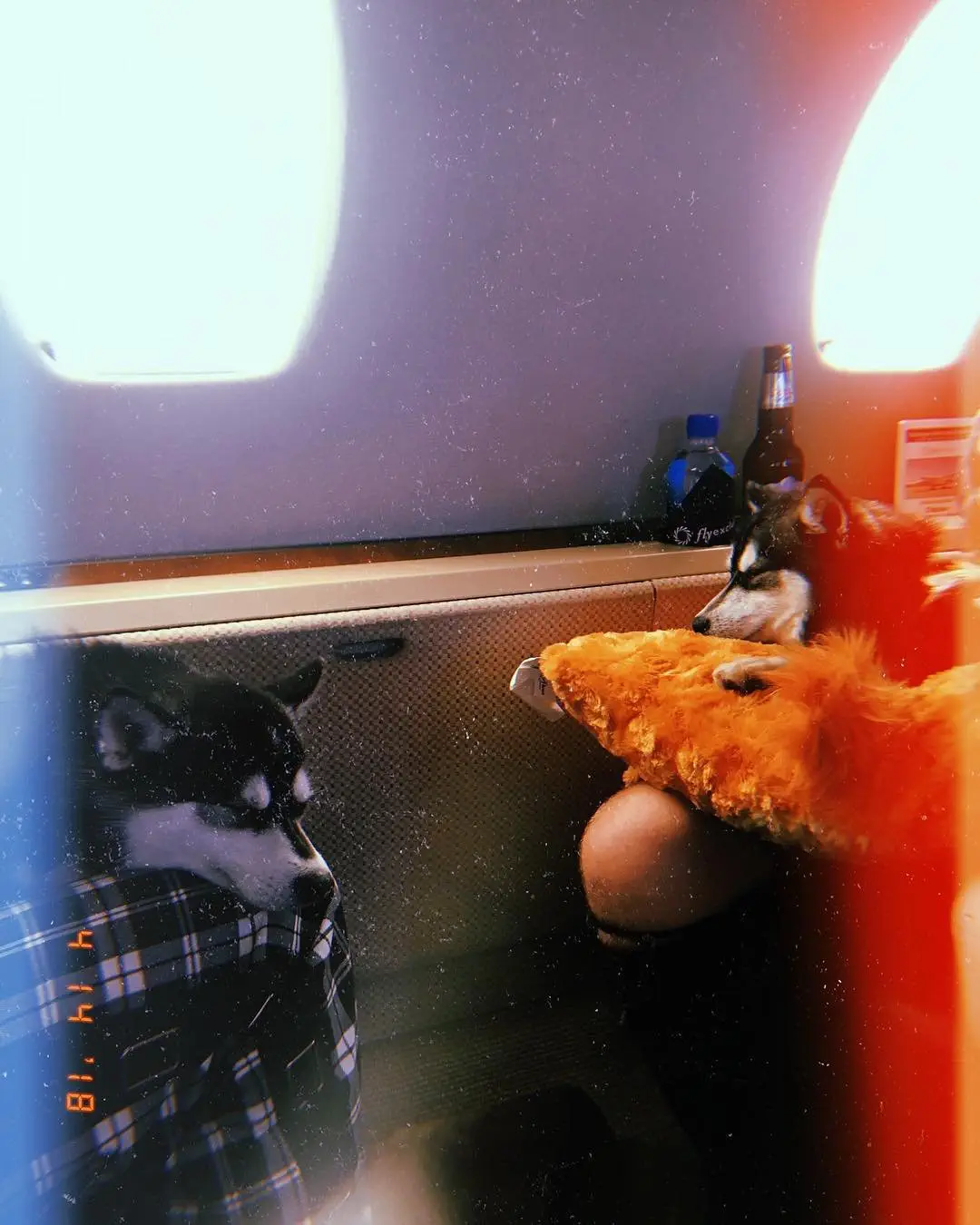 Image credit: Instagram | @porkybasquiatjonas