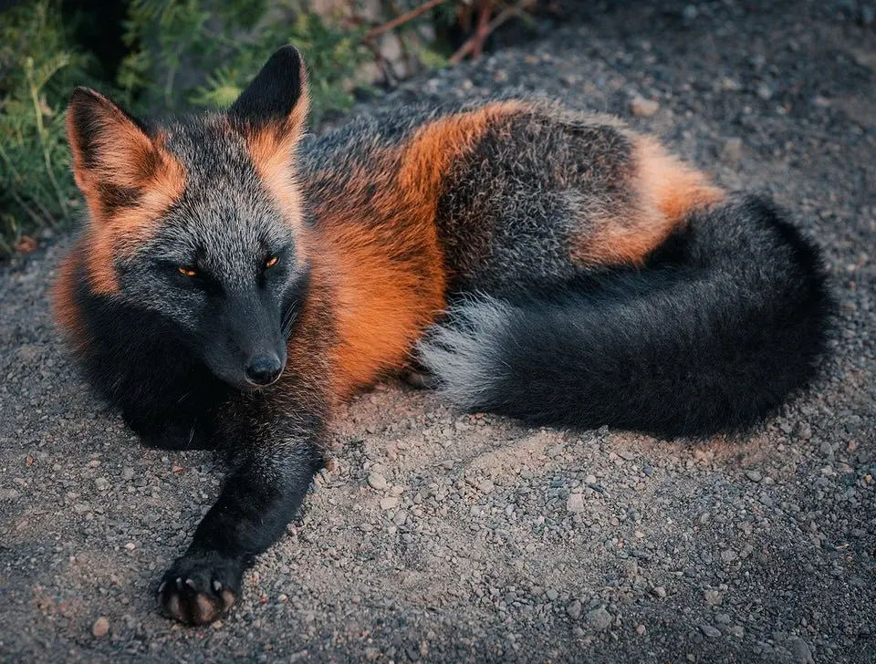 Image credit: Reddit | uwu_dolf