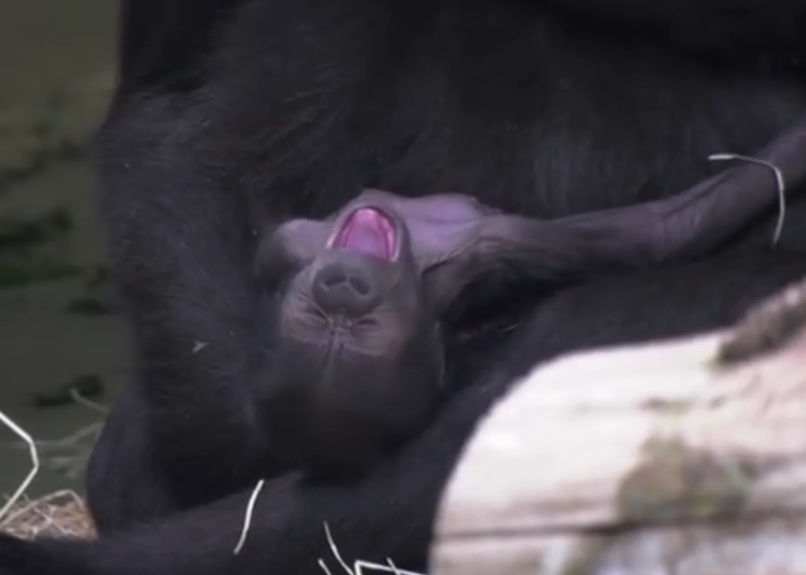 Image credit: Facebook | Zoo Berlin