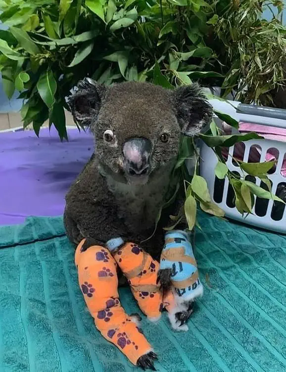 Image credit: Koala Hospital Port Macquarie