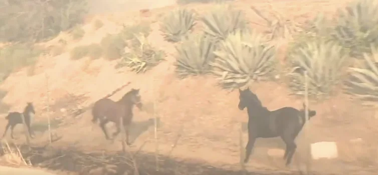 Image credit: CBS Los Angeles