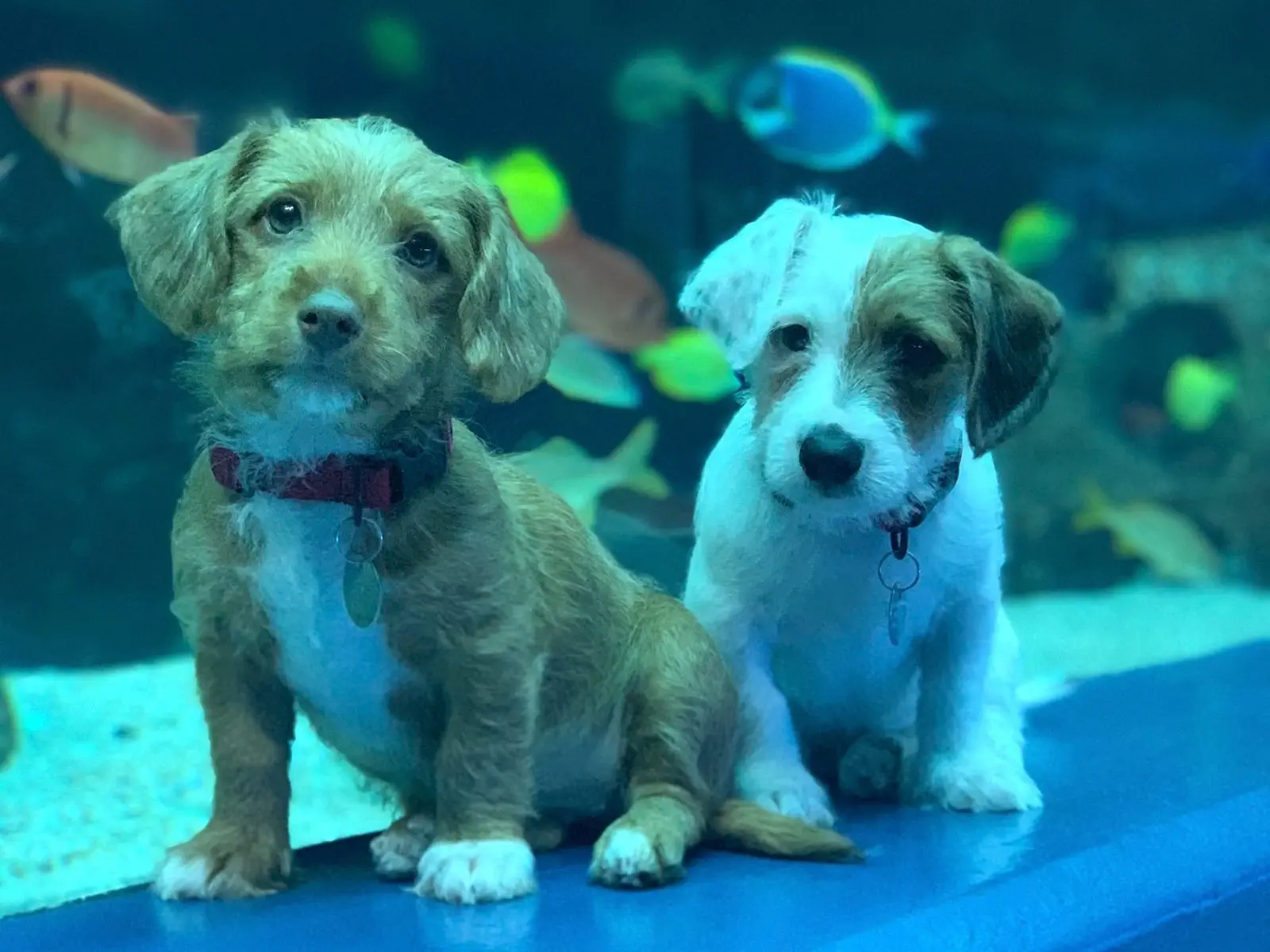 Image credit: Instagram | @georgiaaquarium